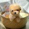 Maltipoo - JB