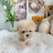 Maltipoo - JB