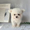 Bichon frise - Winter