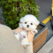 Bichon frise - Oliver