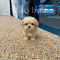 Maltipoo - Ginger