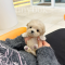 Maltipoo - Rocky