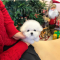 Bichon frise - Poppy