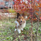 Shetland Sheepdog - Cooper