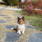 Shetland Sheepdog - Cooper