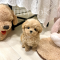 Maltipoo - Browny