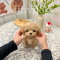 Maltipoo - Browny