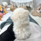 Bichon frise - Apollo