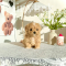 Maltipoo - Cody