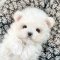 Bichon Frise - Pure