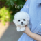 Bichon frise - Nabi