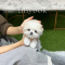 Bichon frise - Somi