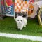 Bichon Frise - Buddy