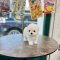 Bichon Frise - Buddy