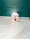 Bichon Frise - Cozy