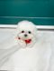 Bichon Frise - Cozy