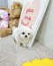 Bichon Frise - Miso