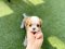 Cavalier King Charles Spaniel - Troy