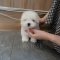 Coton de Tulear - Siwon