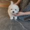 Coton de Tulear - Siwon