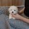 Coton de Tulear - Siwon