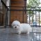 Coton de Tulear - Siwon