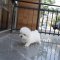 Coton de Tulear - Siwon