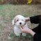 Coton de Tulear - Cotie