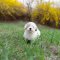 Coton de Tulear - Cotie