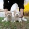 Coton de Tulear - Cotie