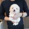 Coton de Tulear - Lara