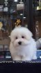 Coton de Tulear - Penelope