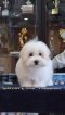 Coton de Tulear - Penelope