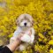 Coton de Tulear - Powder