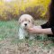 Coton de Tulear - Powder