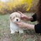 Coton de Tulear - Powder