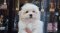 Coton de Tulear - Priva