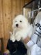 Coton de Tulear - Thomas