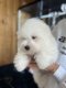 Coton de Tulear - Thomas