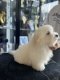 Coton de Tulear - Thomas