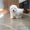 Coton de Tulear - Toky