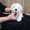 Coton de Tulear - Toky