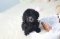 Toy Poodle - Dolce