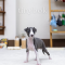 Italian Greyhound - Ella