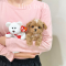 Maltipoo-Bomi