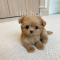 Maltipoo - Anna