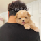 Maltipoo - Henry