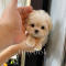 Maltipoo - Fidget