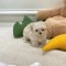 Maltipoo - Tom