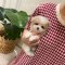 Toy Poodle - Ray